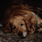 Justiça de Santa Catarina determina remoção de conteúdo que expõe adolescentes suspeitos no caso do cão Orelha