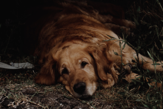 Justiça de Santa Catarina determina remoção de conteúdo que expõe adolescentes suspeitos no caso do cão Orelha
